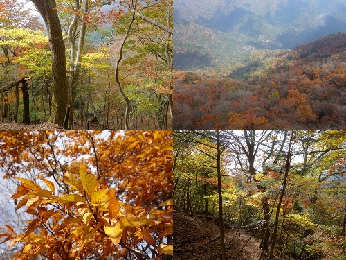 秋