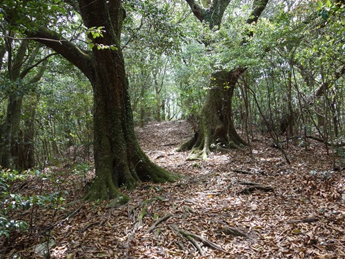 登山道から